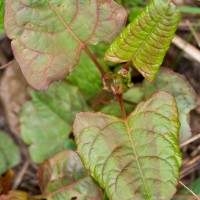 Japanese Knotweed